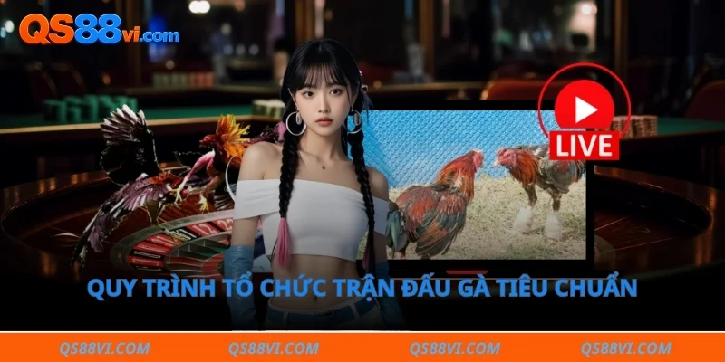 Quy trình tổ chức trận đấu gà tiêu chuẩn tại đấu trường thomo 